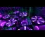 LED Rotor